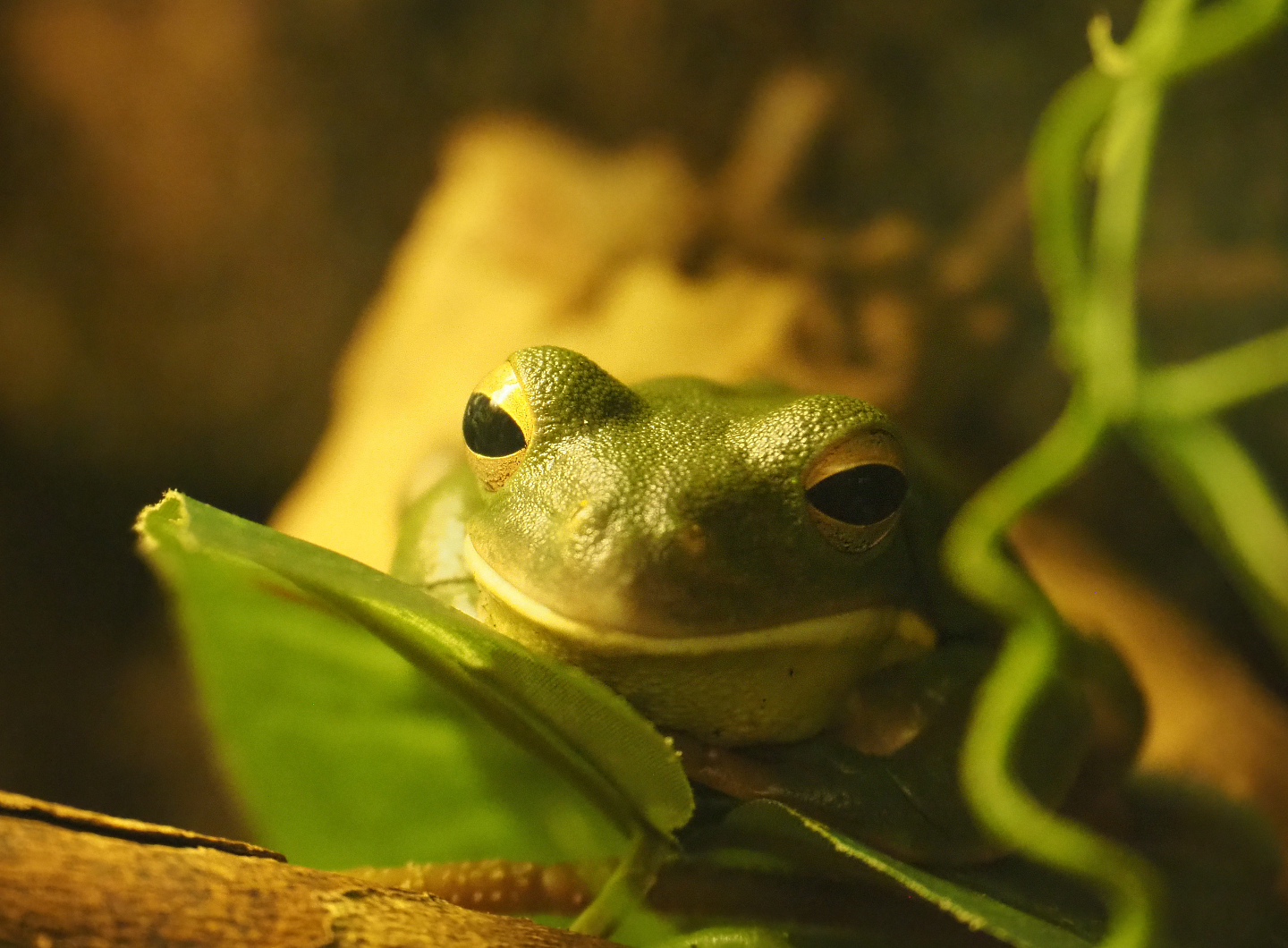White-lipped tree frog (Nyctimystes infrafrenatus), 2020-06-28
