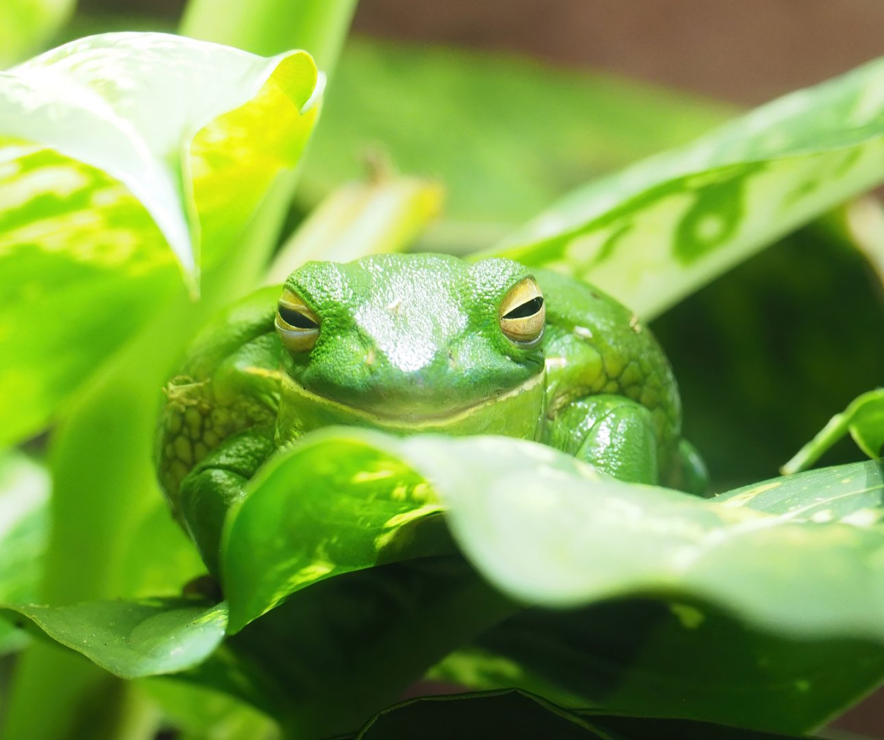 White-lipped tree frog (Nyctimystes infrafrenatus), 2023-04-08