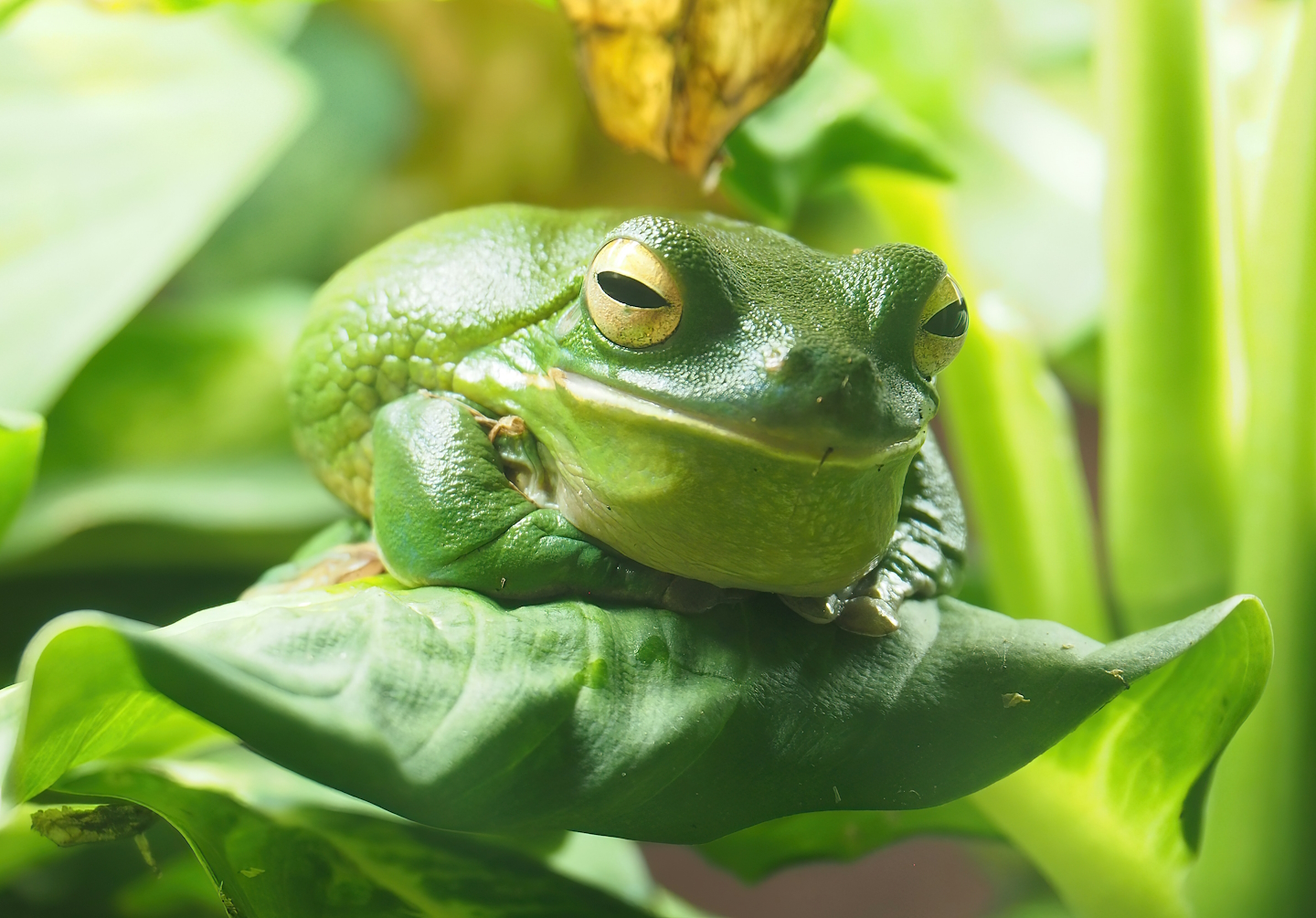 White-lipped tree frog (Nyctimystes infrafrenatus), 2023-07-22