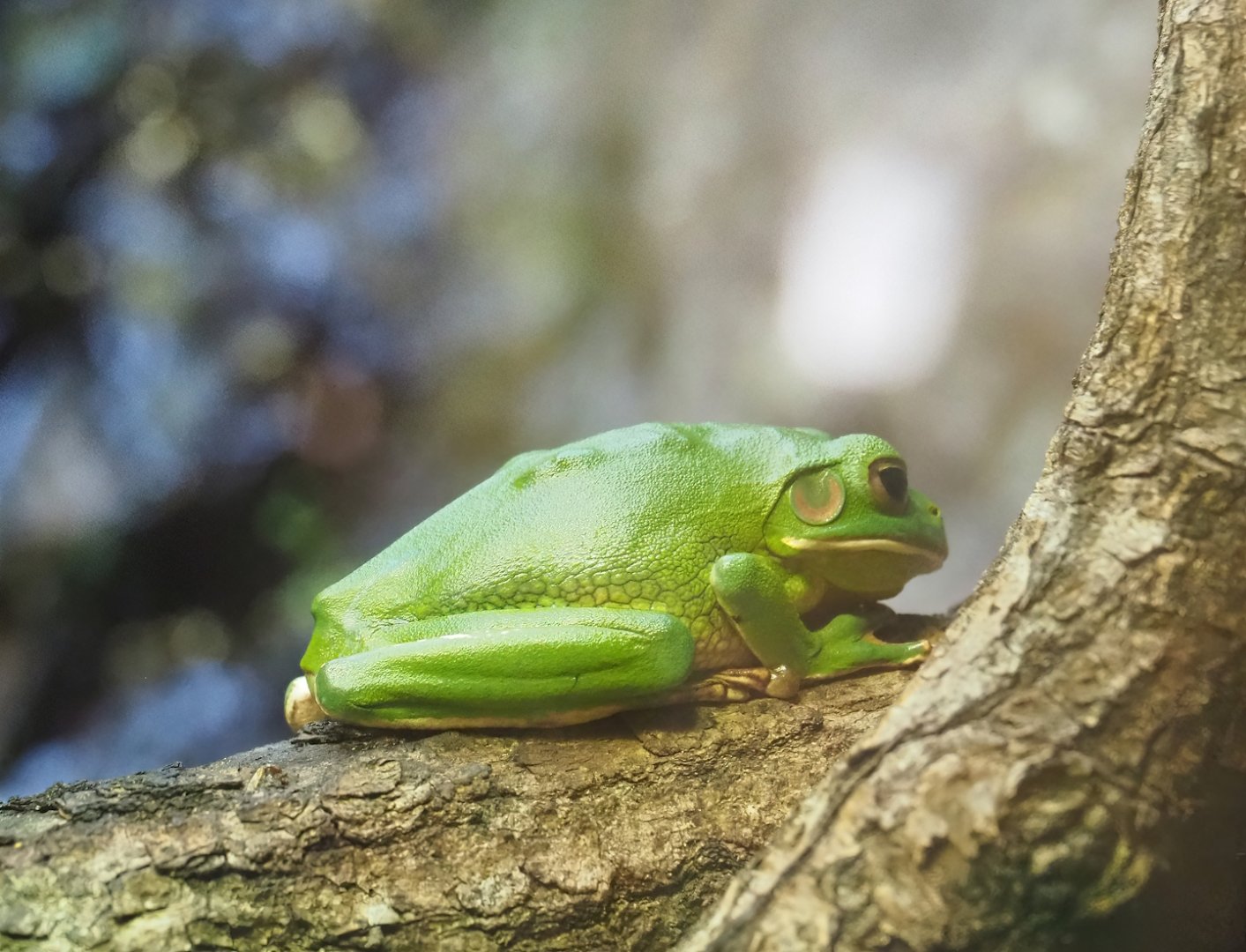 White-lipped tree frog (Nyctimystes infrafrenatus), 2023-10-07