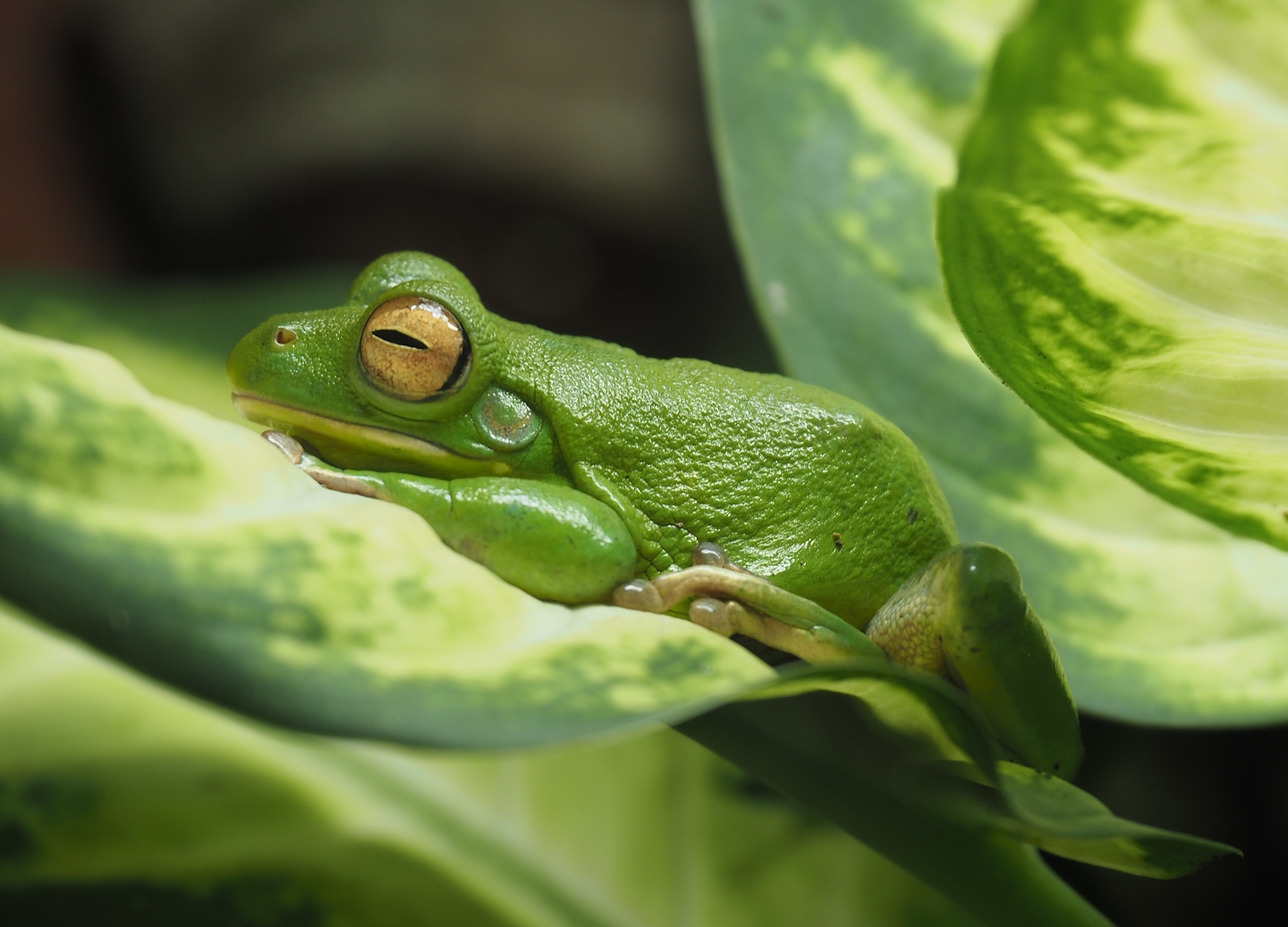 White-lipped tree frog (Nyctimystes infrafrenatus), 2024-03-09