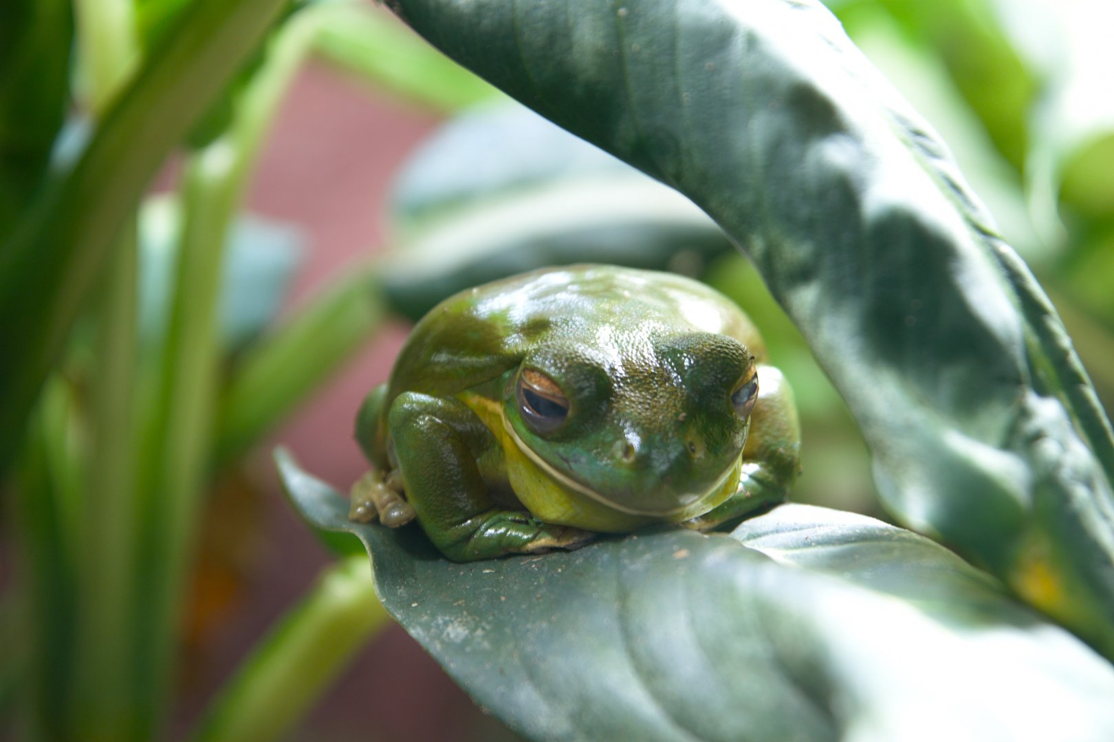 White-lipped Tree Frog (Nyctimystes infrafrenatus), 2025-01-20