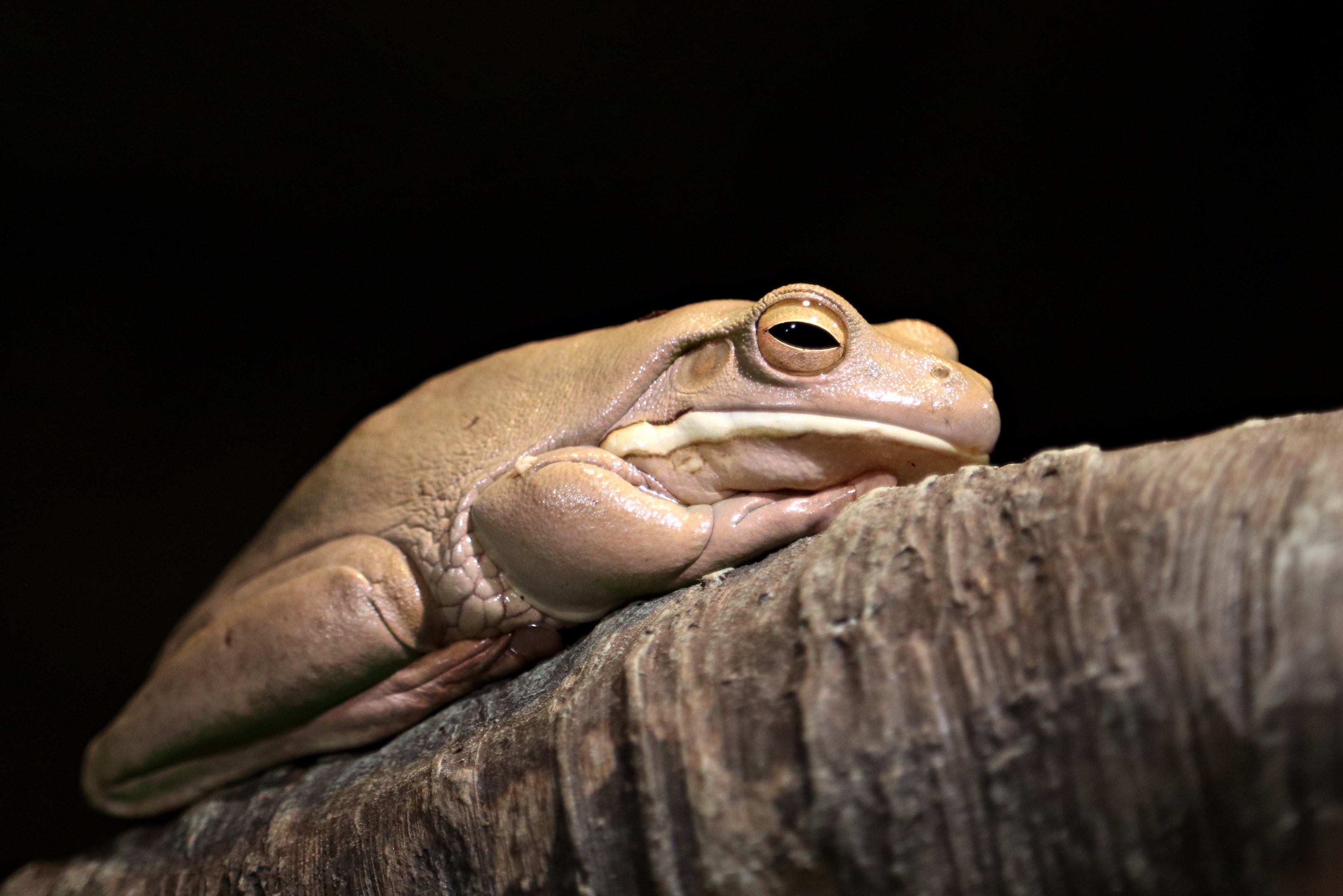 White-lipped tree frog (Nyctimystes infrafrenatus)