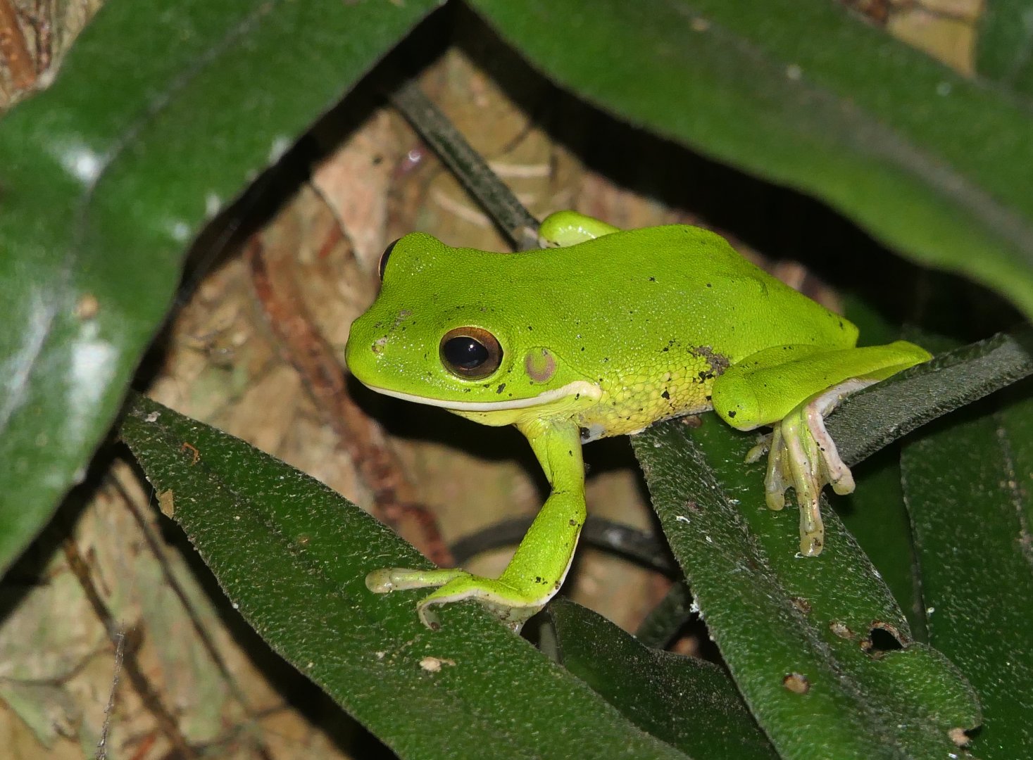 White-lipped Tree Frog (Nyctimystes infrafrenatus)