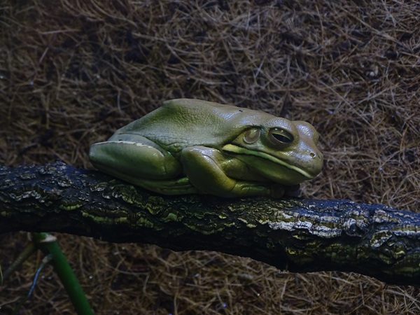 White-lipped tree frog (Nyctimystes infrafrenatus)