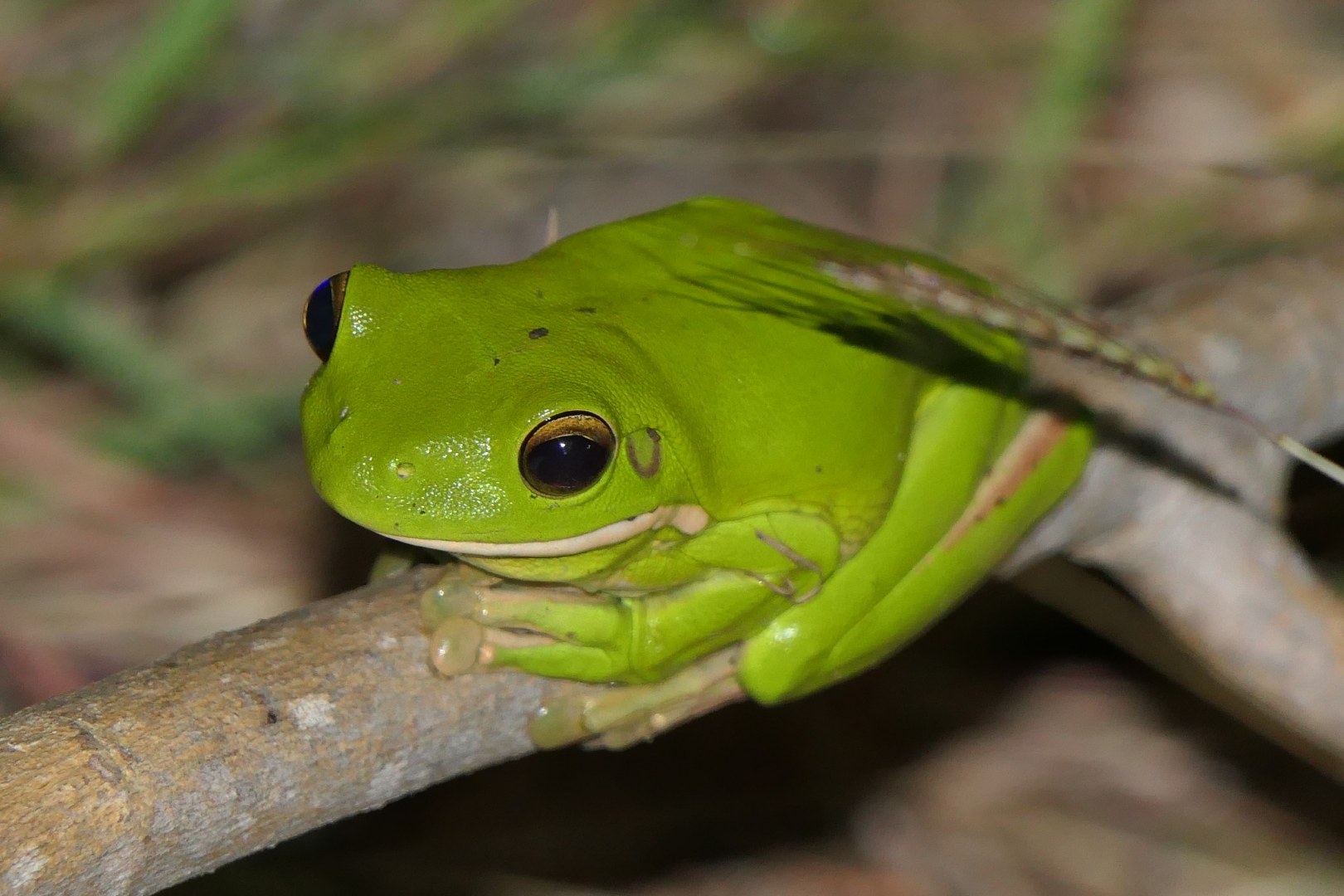 White-lipped Tree Frog (Sandyrana infrafrenata)