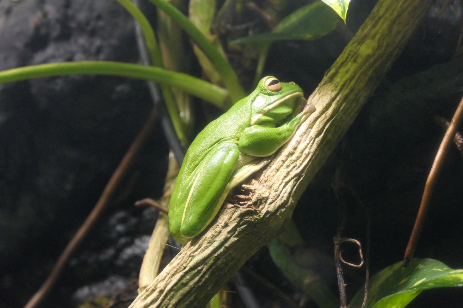 White-lipped Tree Frog (Sandyrana infrafrenata)