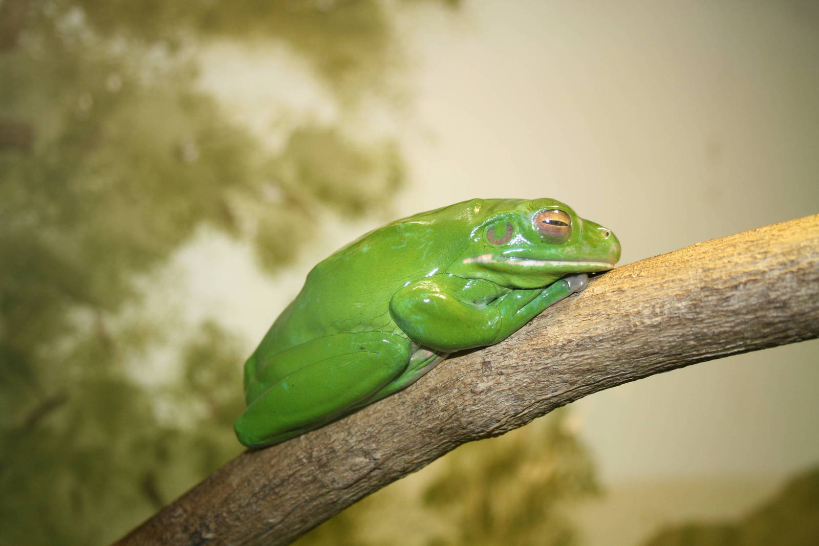 white lipped tree frog. Taronga 5/3/2008
