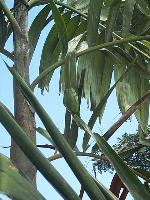 white lipped tree frog