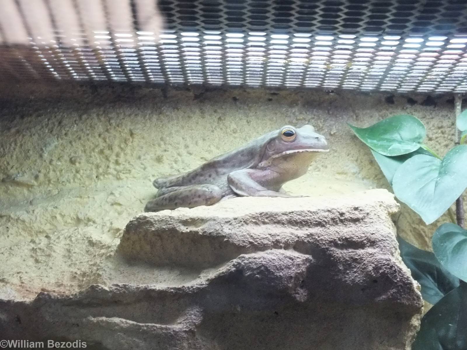 White-lipped Tree-frog