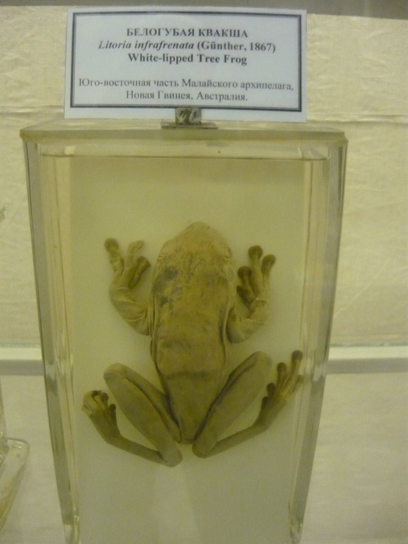 White-lipped tree frog