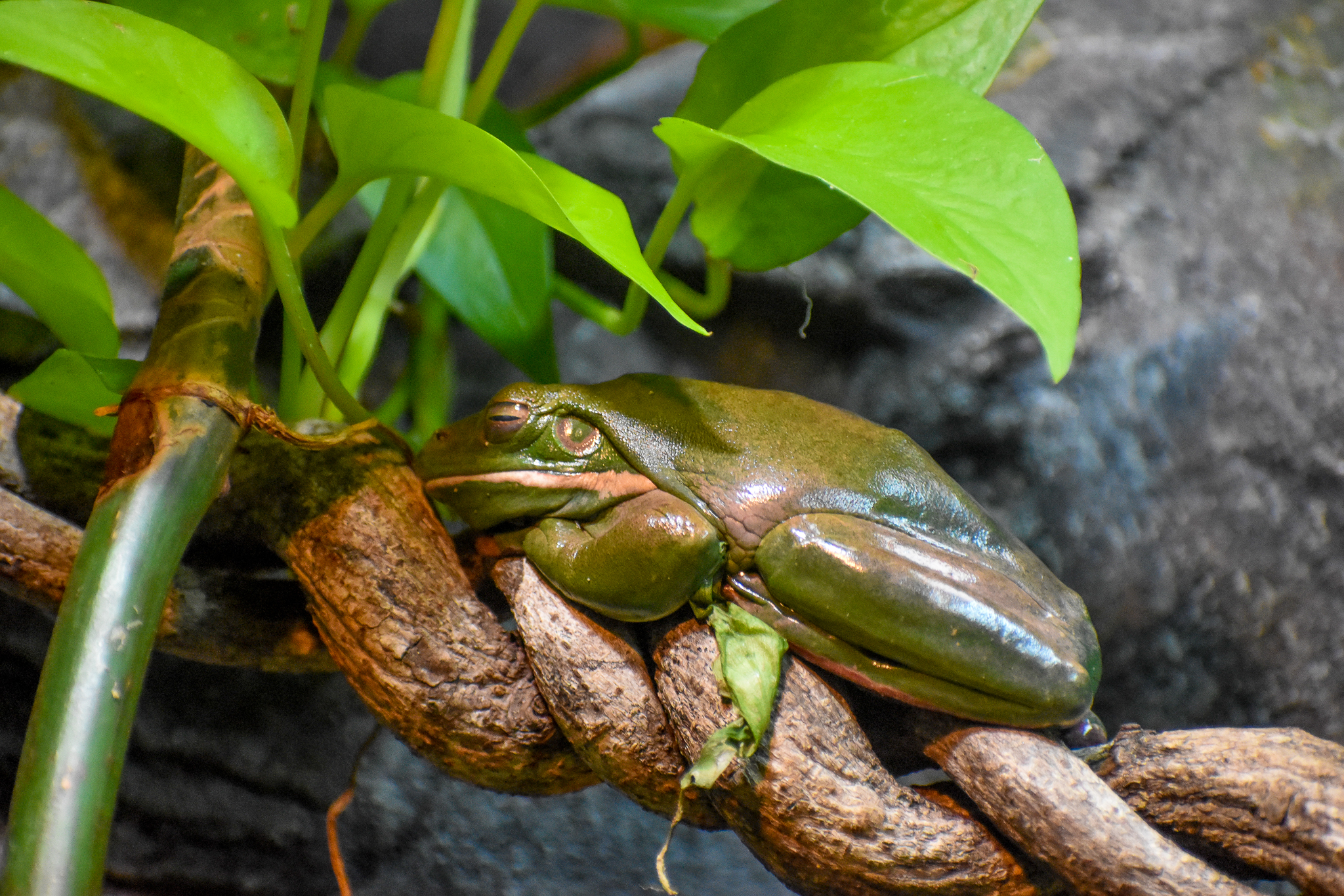 White-lipped Tree Frog