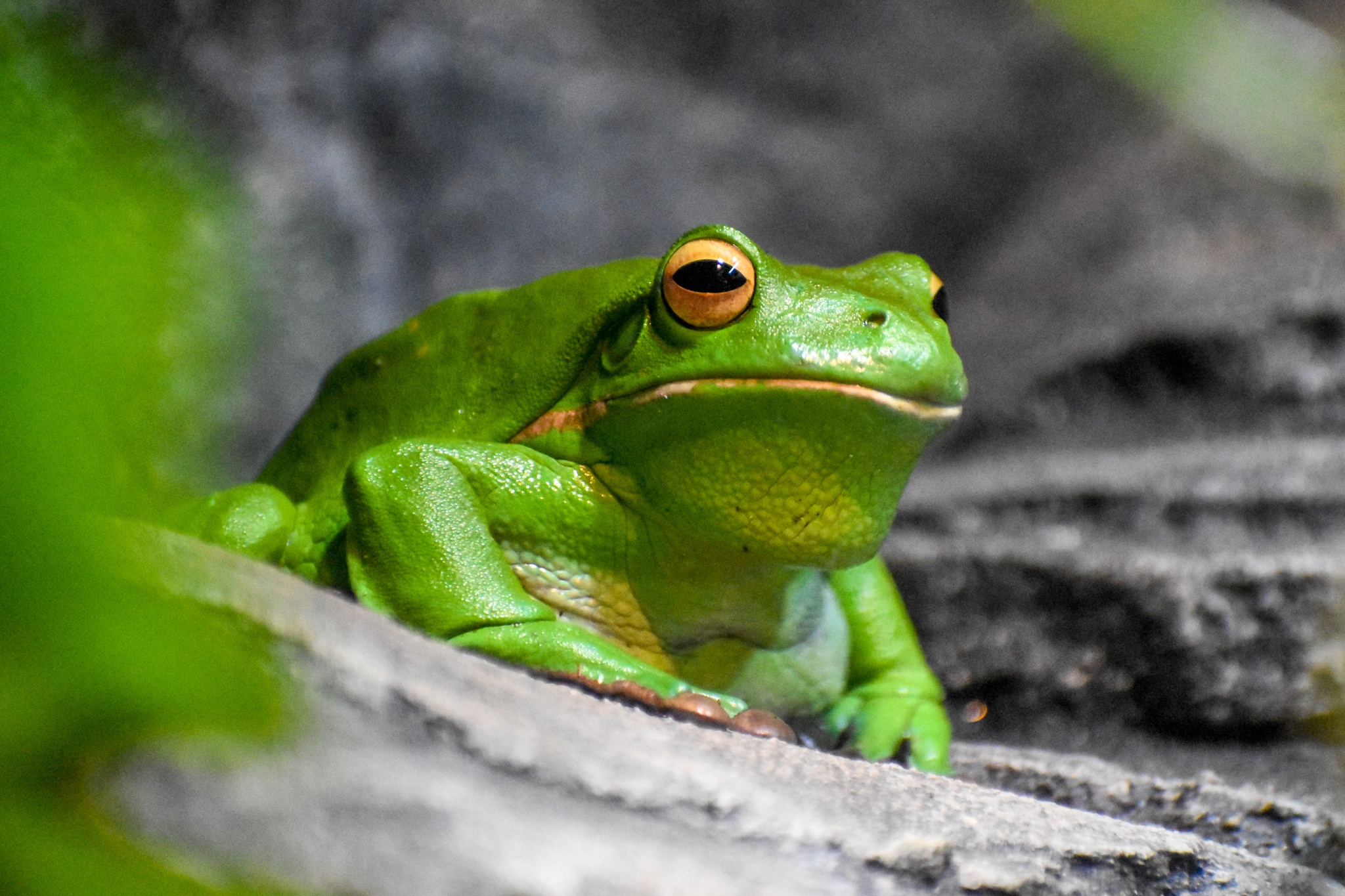 White-lipped Tree Frog