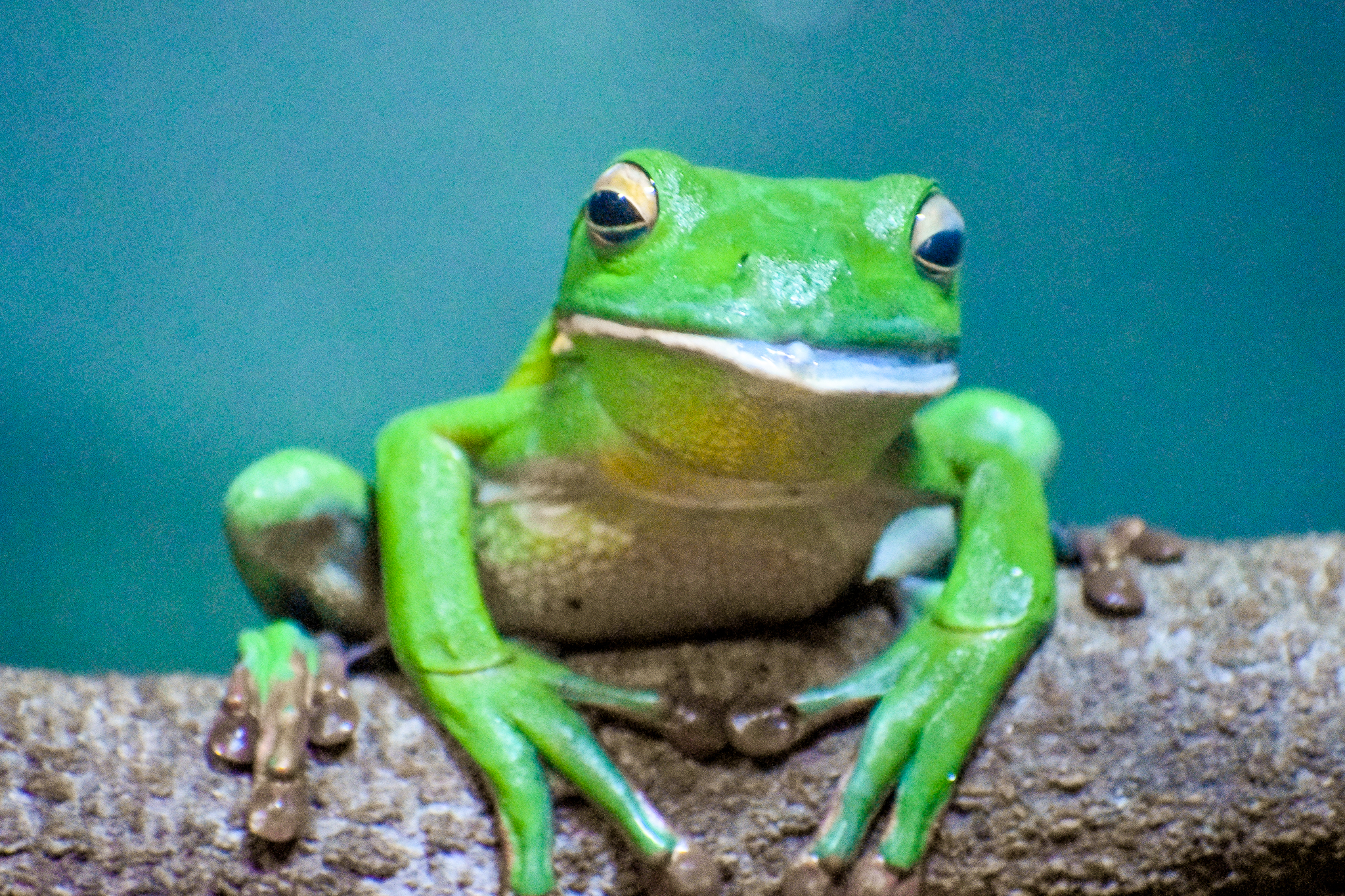 White-lipped Tree Frog