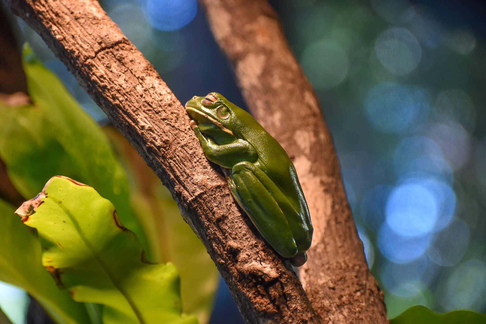 White-lipped Tree Frog