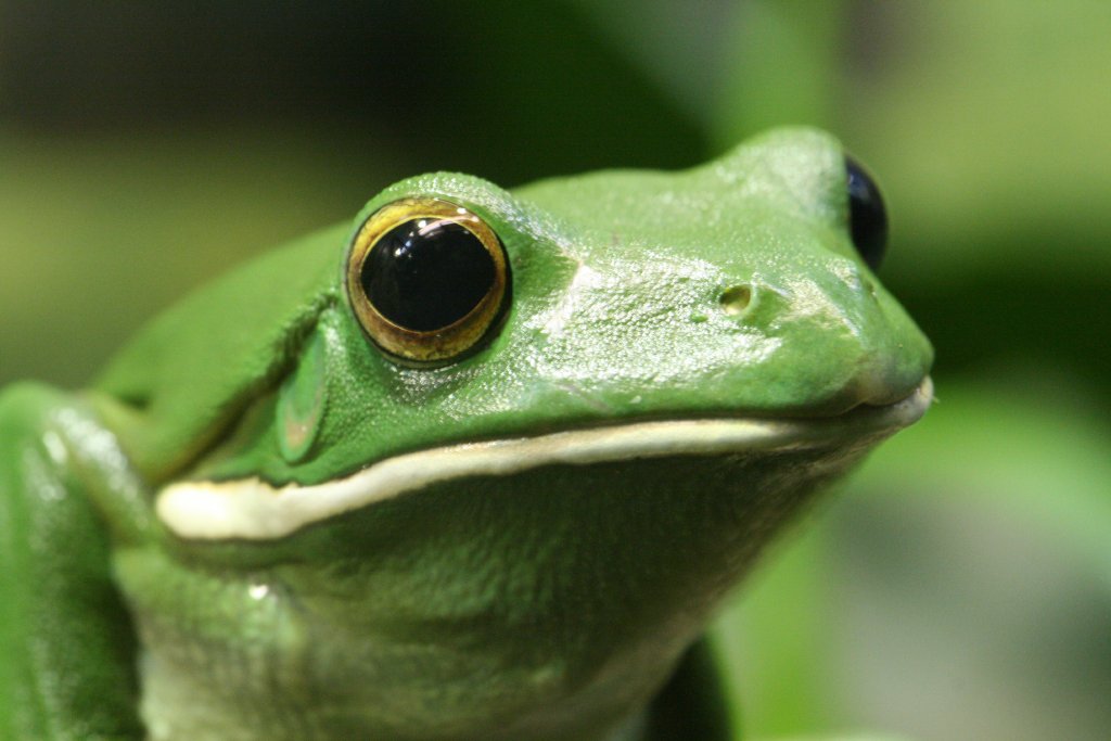 White-lipped Tree Frog