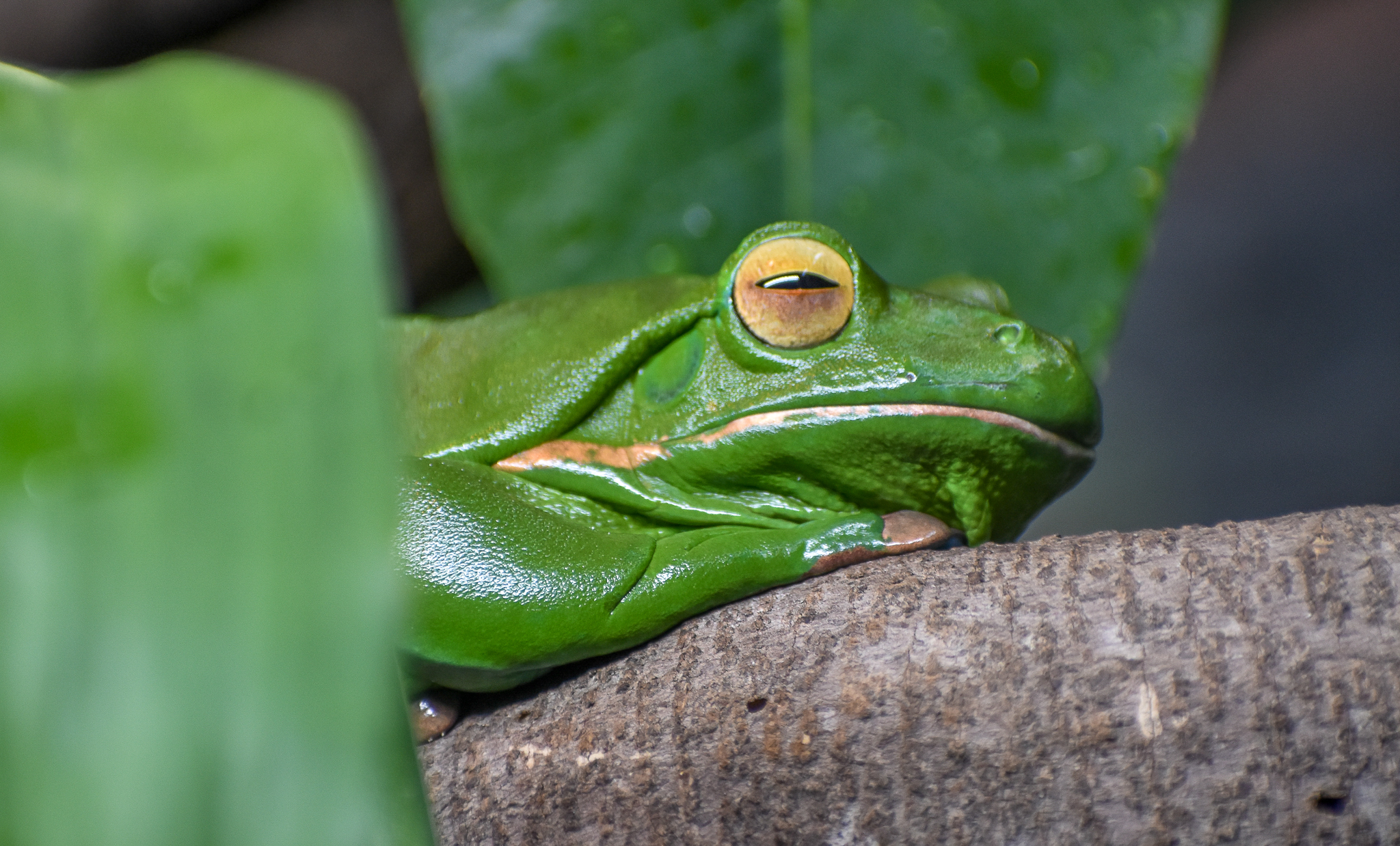 White-lipped Tree Frog