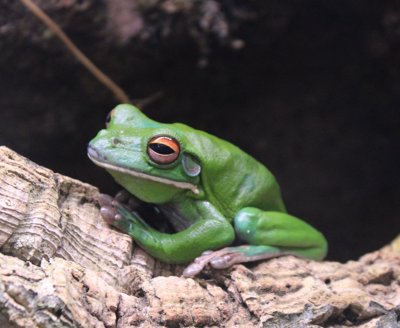 White-lipped Tree Frog