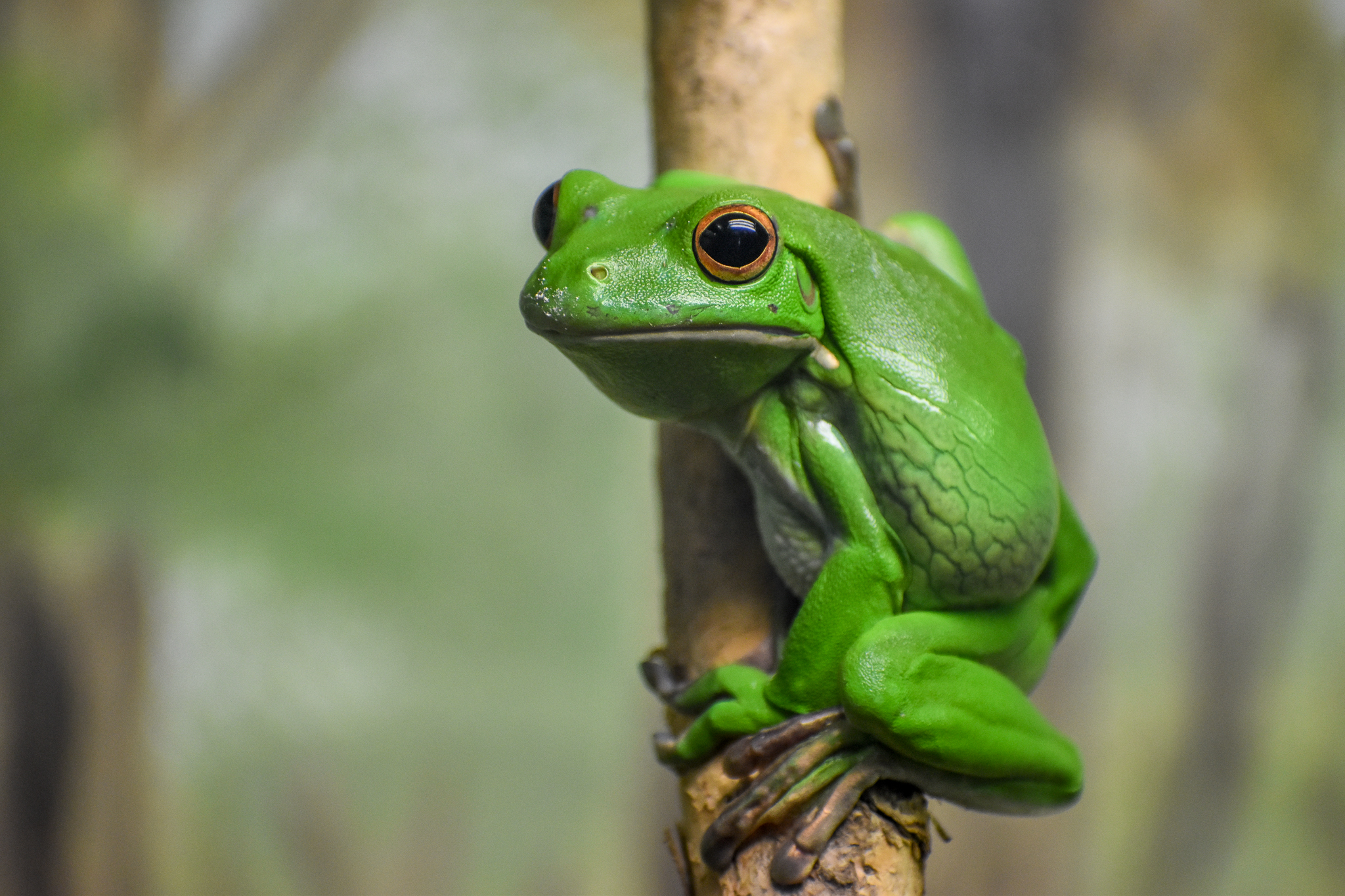 White-lipped Tree-Frog