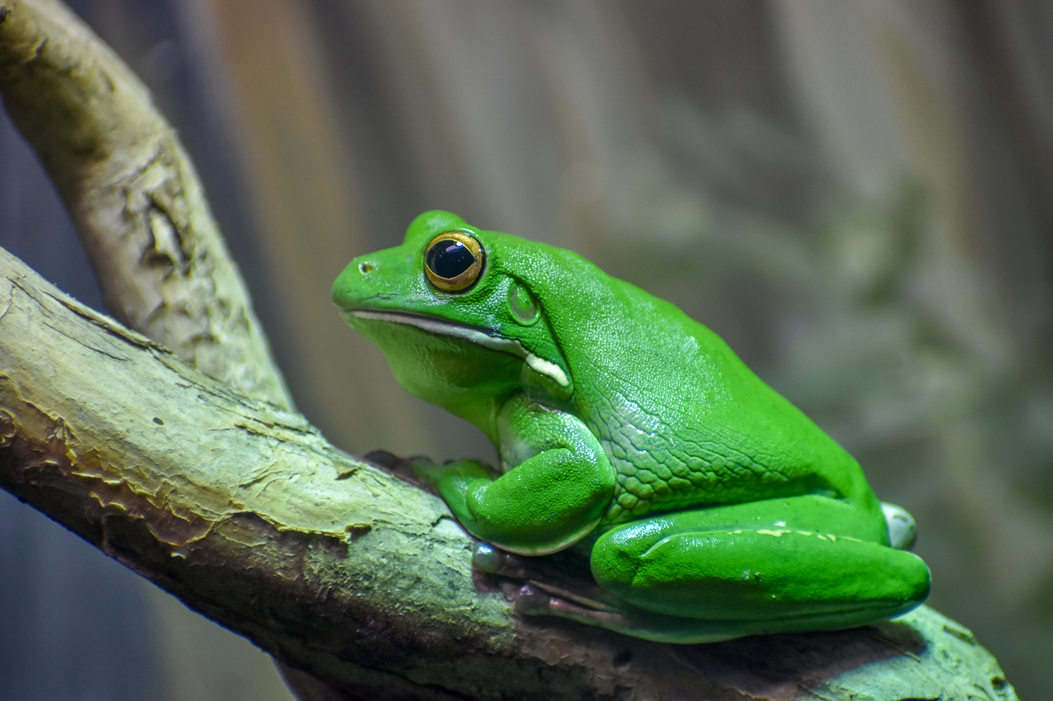 White-lipped Tree-Frog