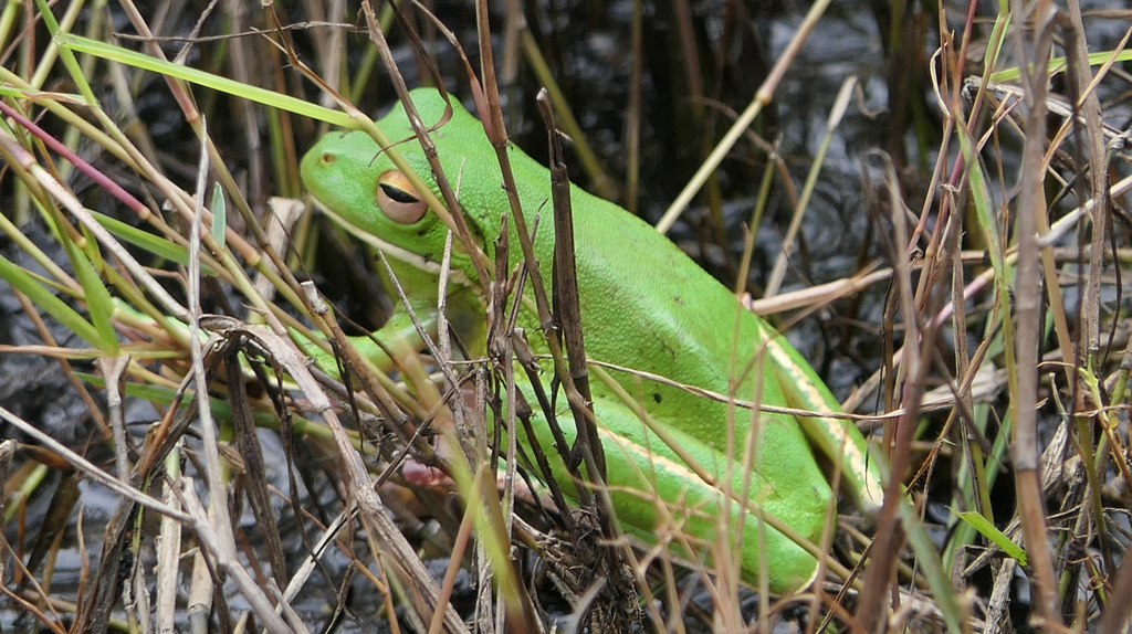 White-lipped Tree Frog