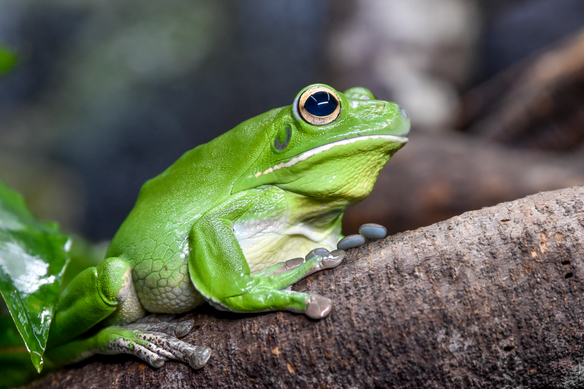 White-lipped Tree-Frog