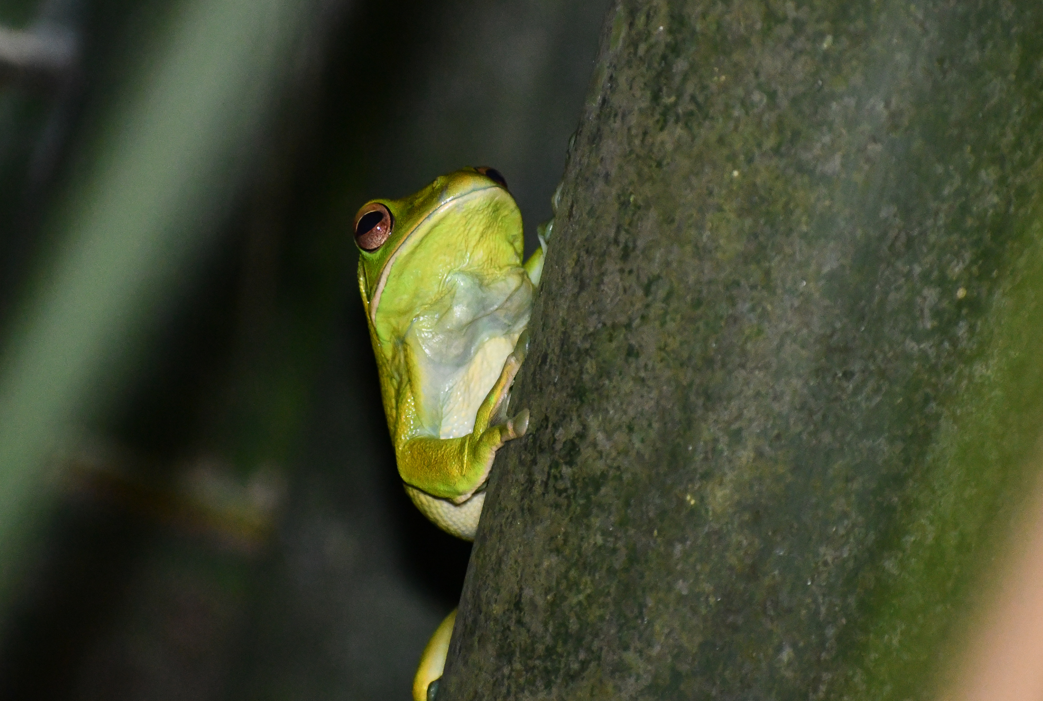 White-lipped Tree Frog