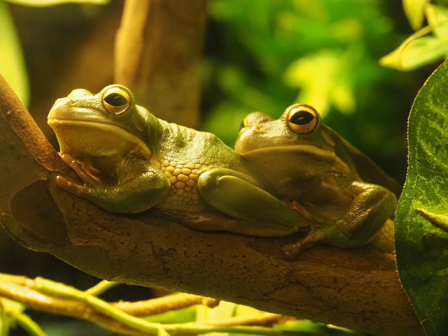 White-lipped tree frogs (Nyctimystes infrafrenatus), 2020-05-24