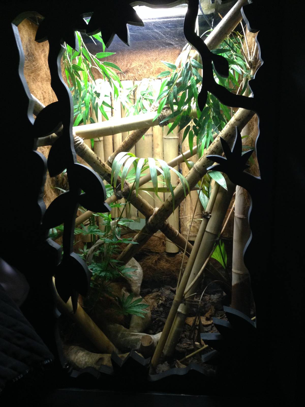 White-lipped Tree Viper Exhibit at Blue Planet Aquarium - 05/10/2013