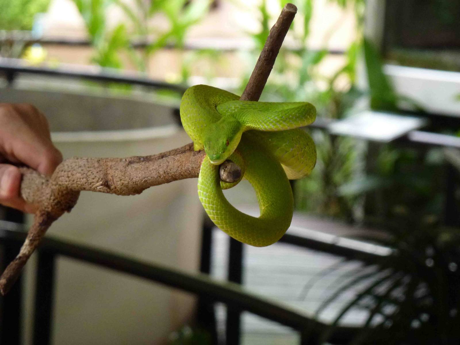 White-lipped tree viper in show, June 2013.