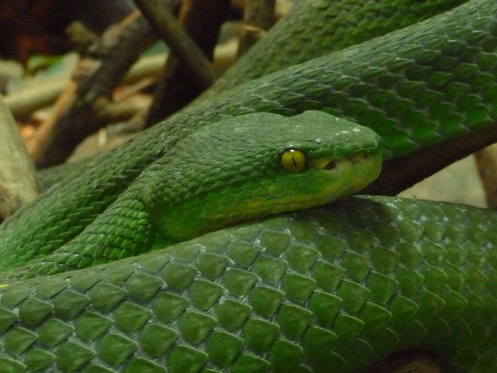 White Lipped Tree Viper