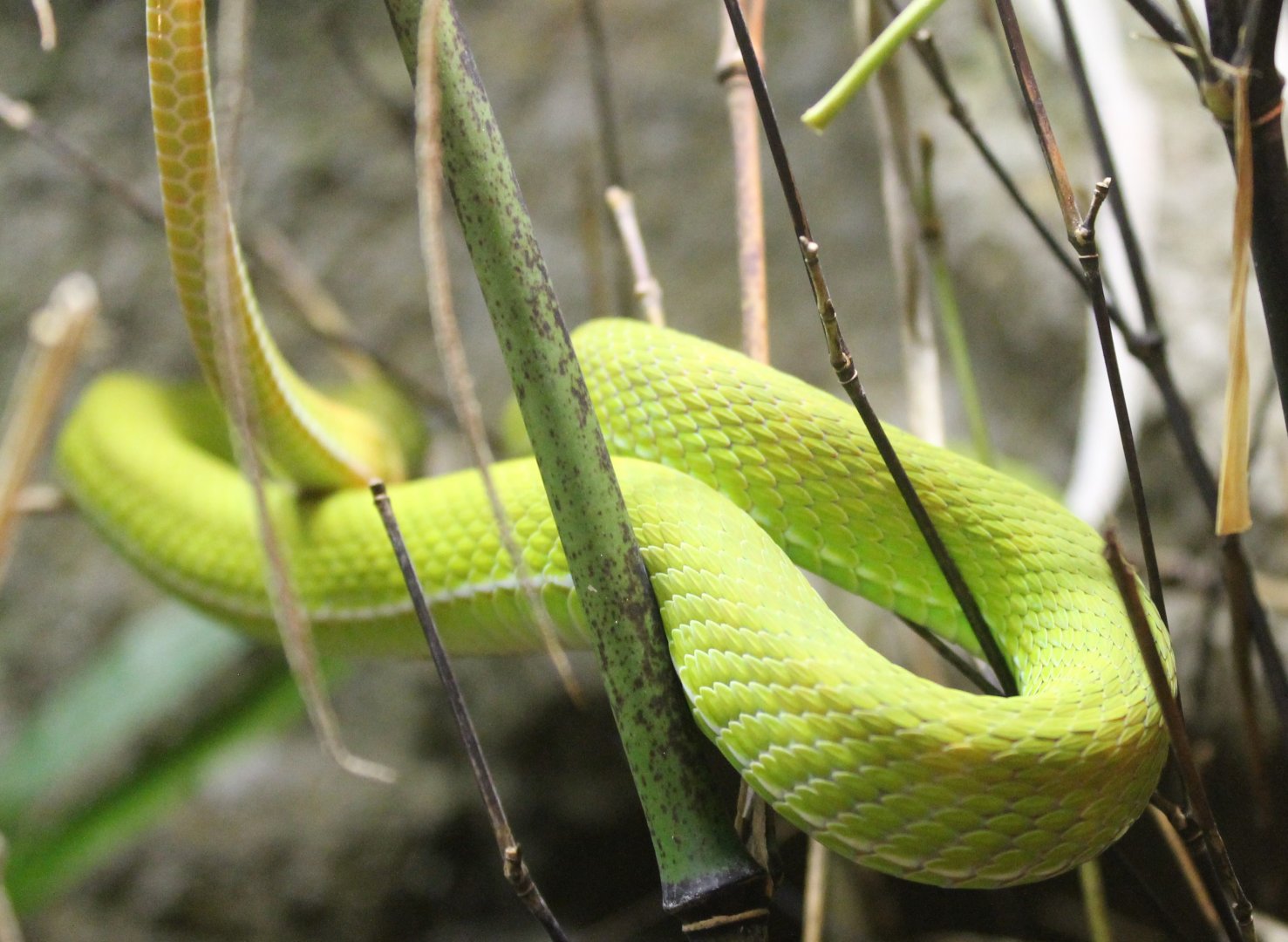 White-lipped tree-viper