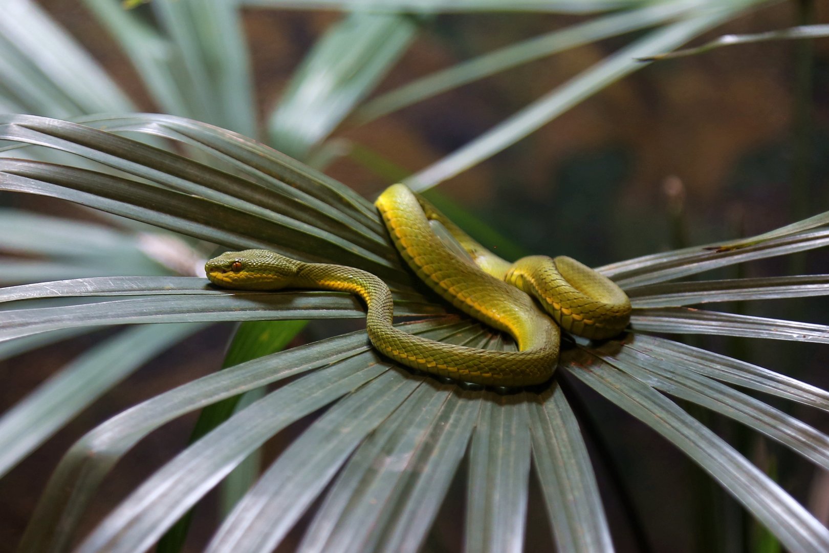 White-lipped Tree Viper