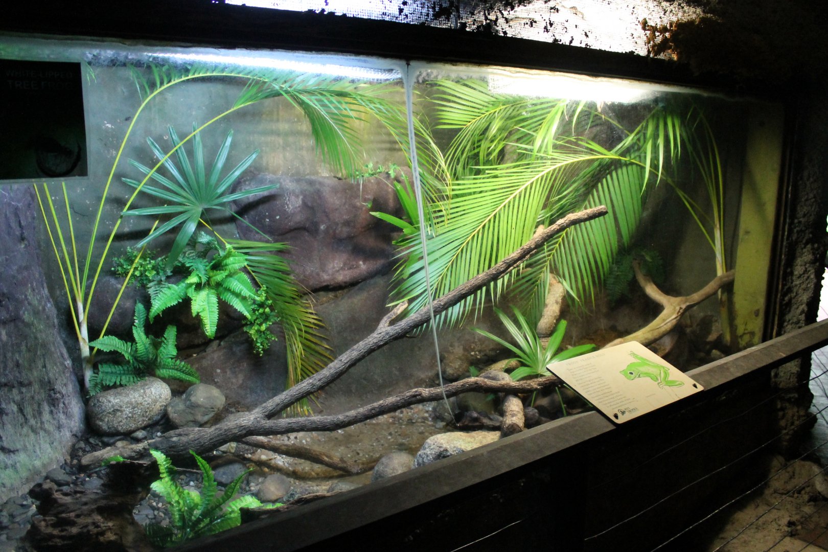 White-lipped Treefrog enclosure