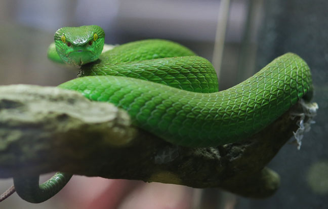 white lipped viper