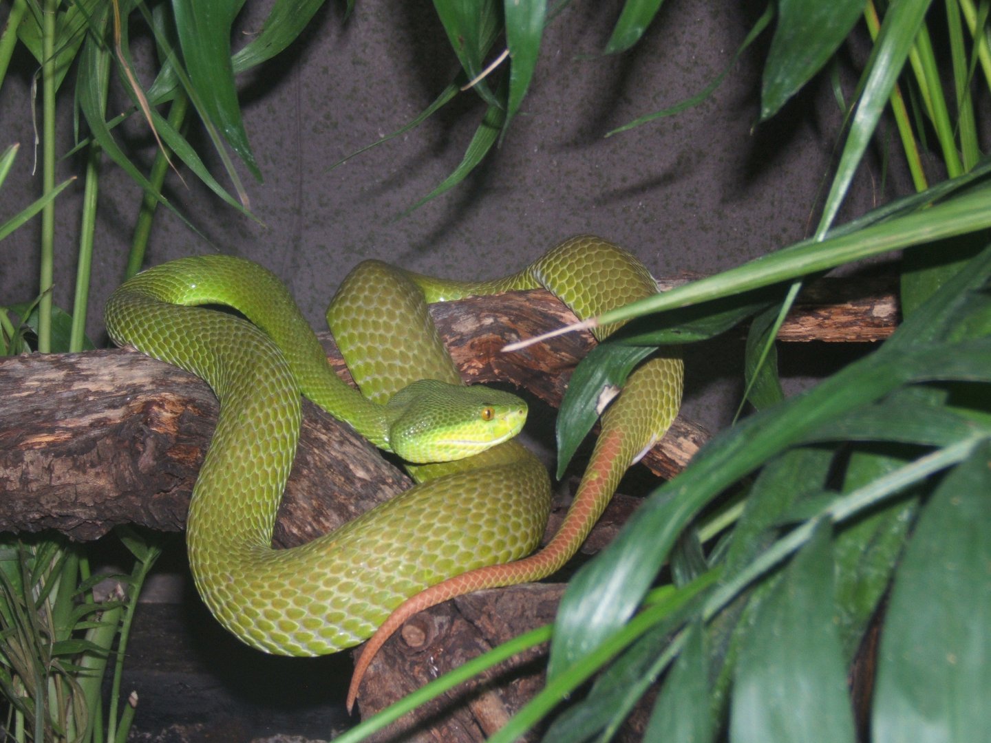 White-lipped Viper
