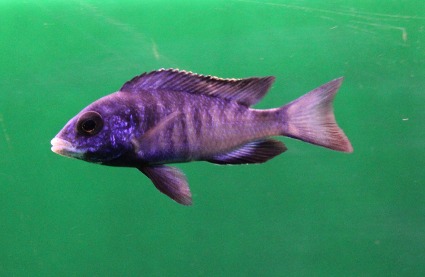White lips Malawi - Plaidochromis phenochilus Mdoka