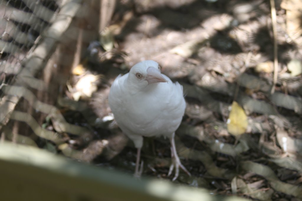White Magpie