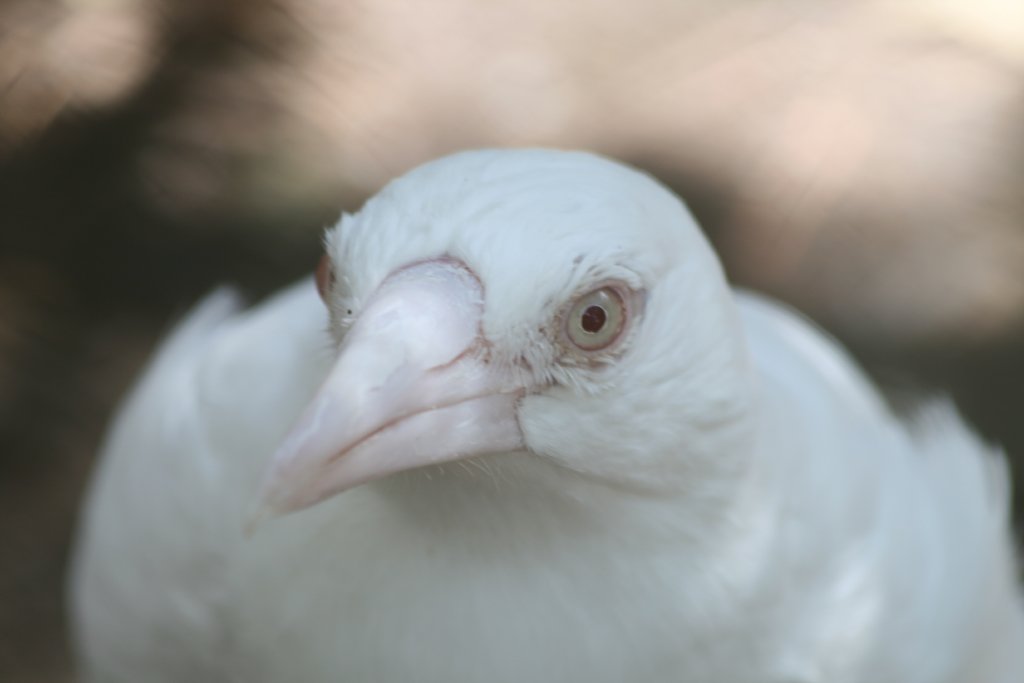 White Magpie