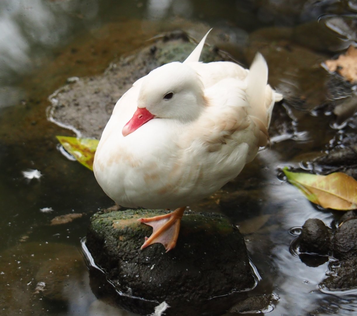 White Mandarin duck (Aix galericulata), Aug 28th, 2018