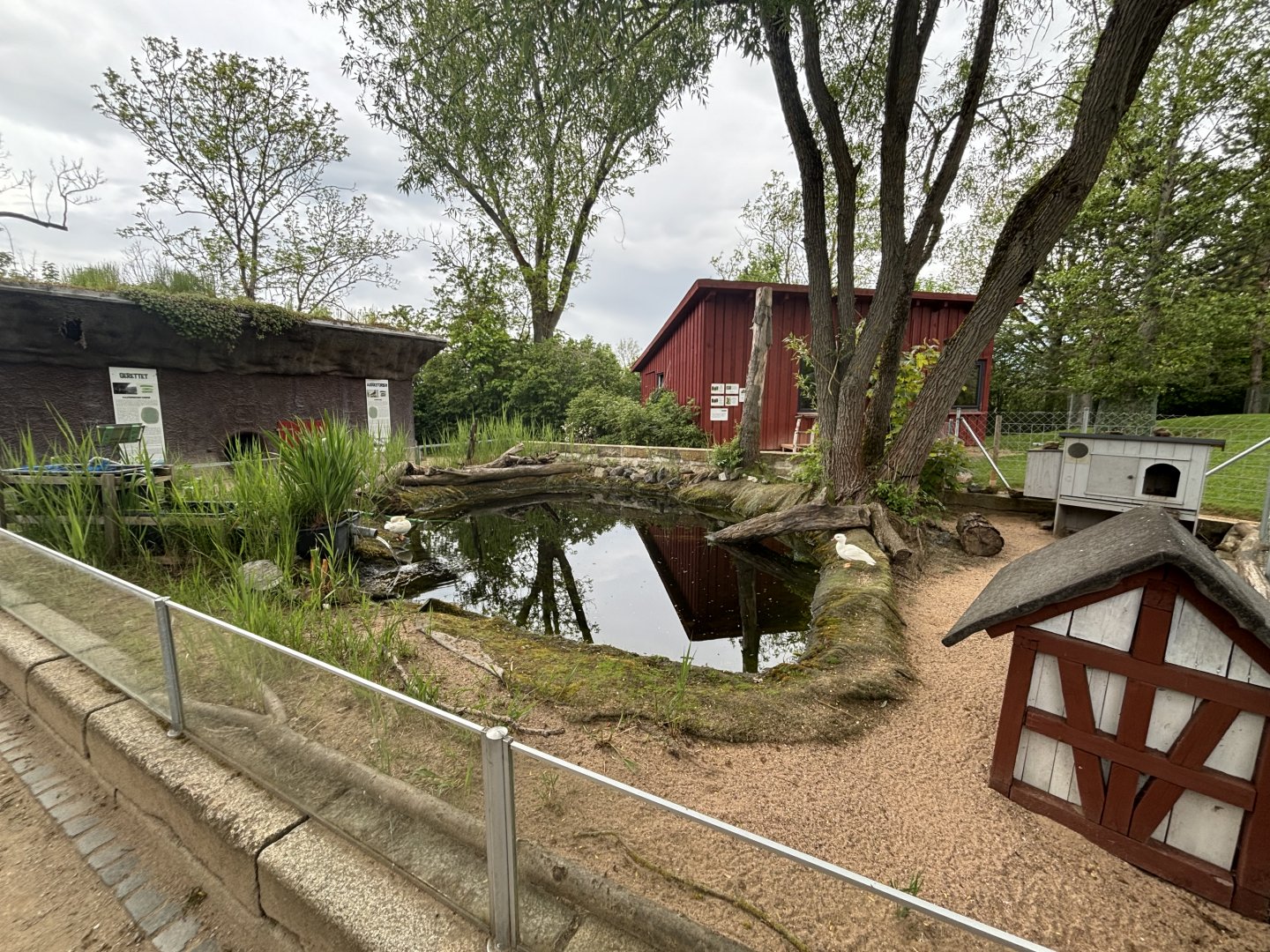 White Mandarin Duck Enclosure at Zoologischer Garten Hof