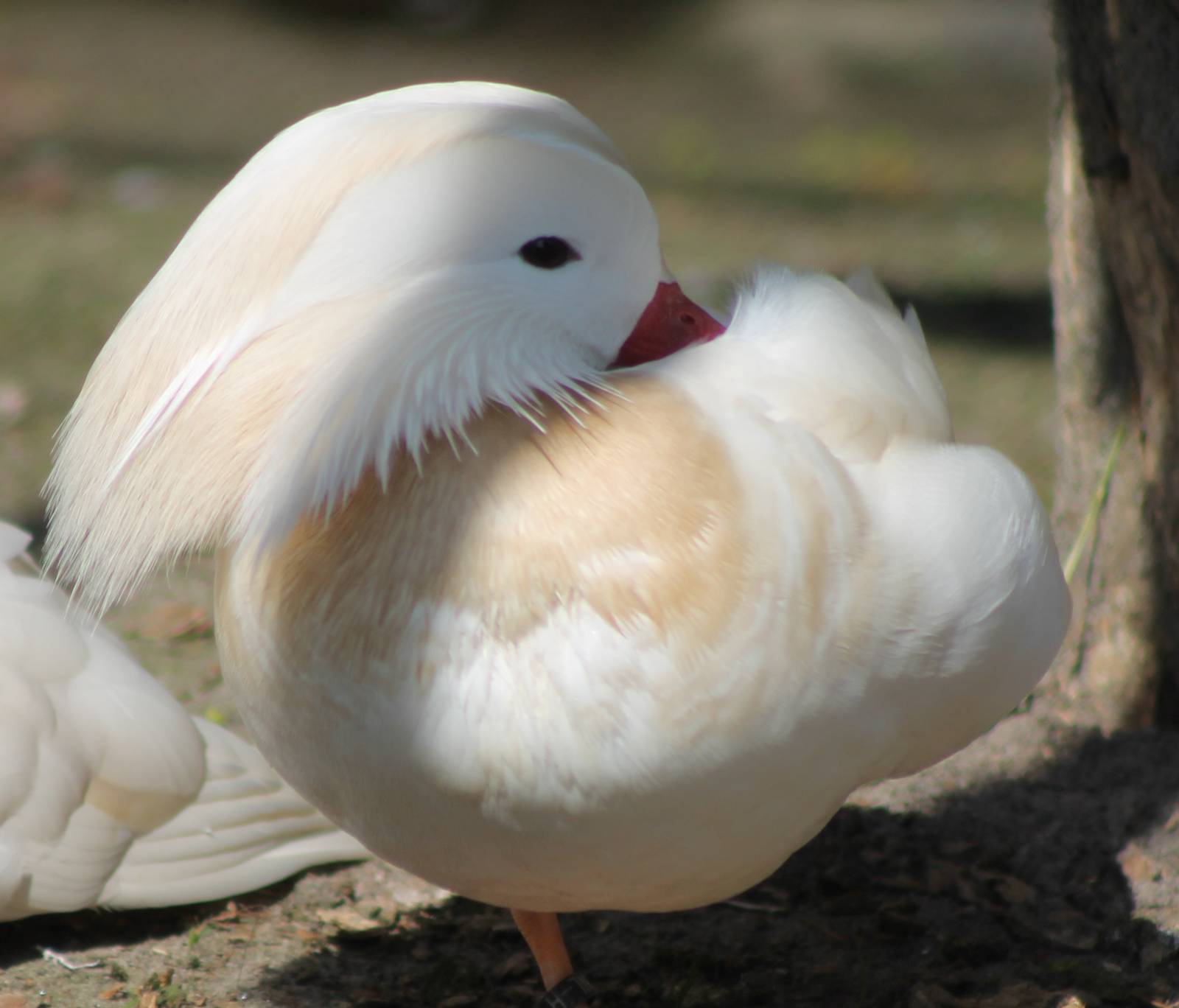 White Mandarin duck male