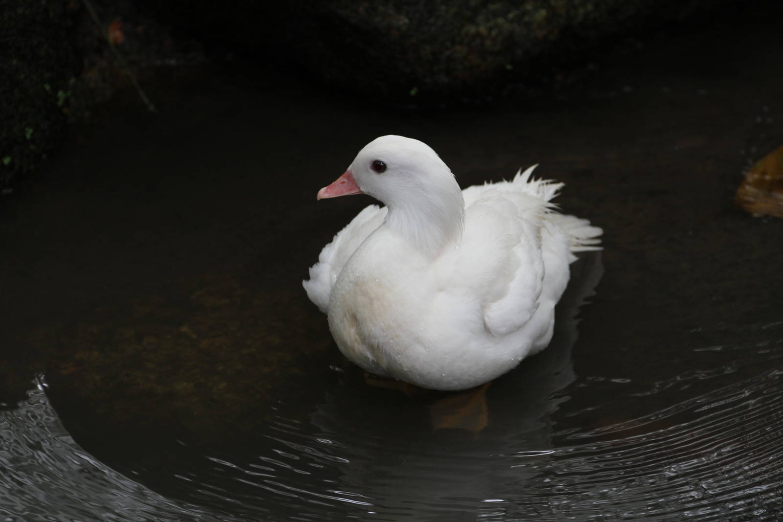 White Mandarin Duck?