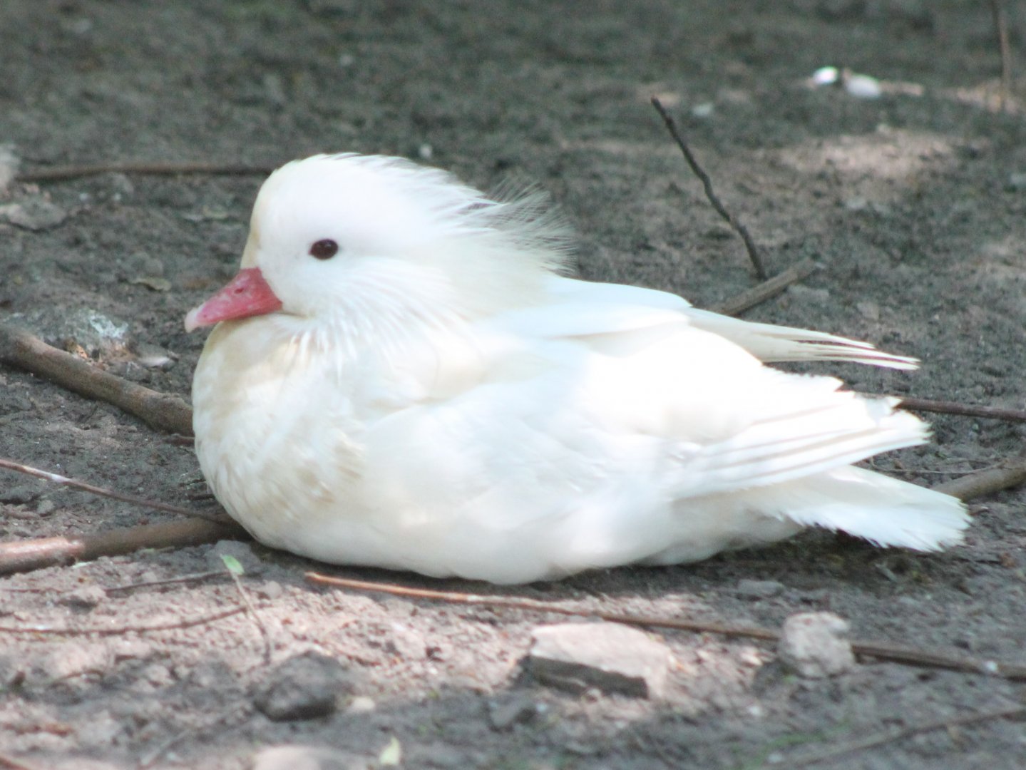 White Mandarin duck