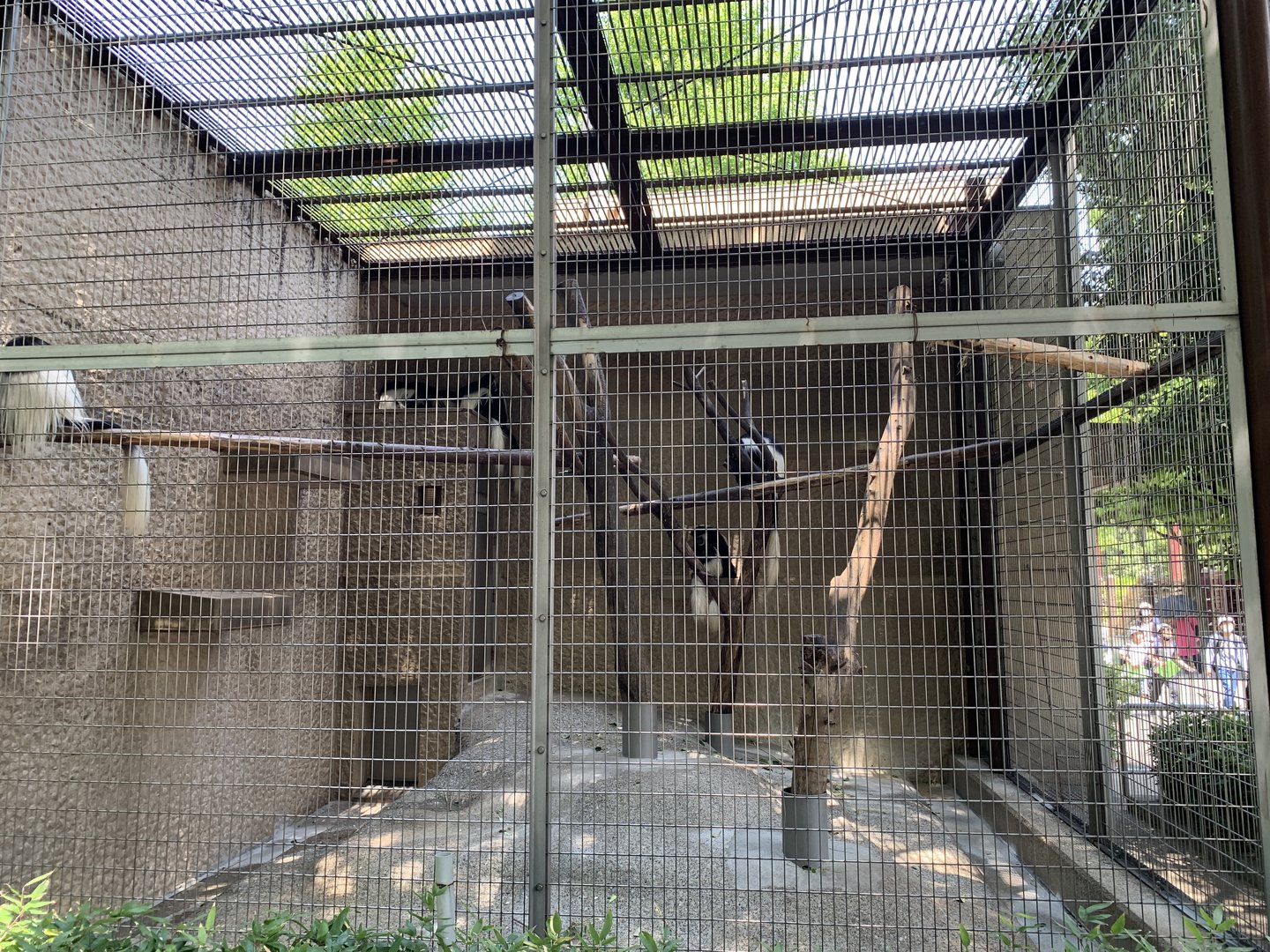 White-mantled Black Colobus