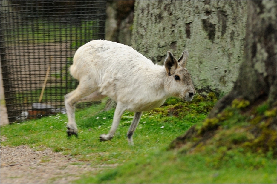 White mara at Hamburg