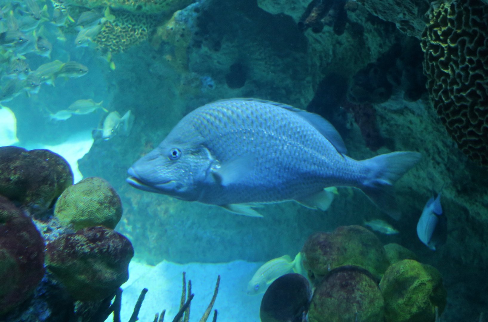 White Margate (Haemulon album)