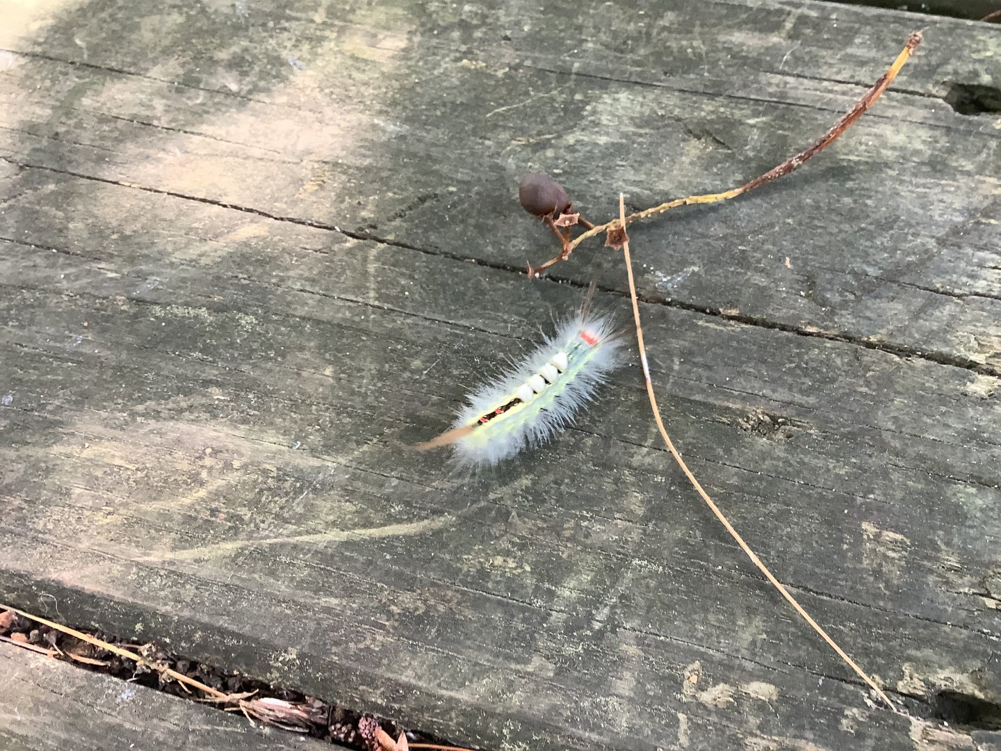 White-Marked Tussock Moth Caterpillar