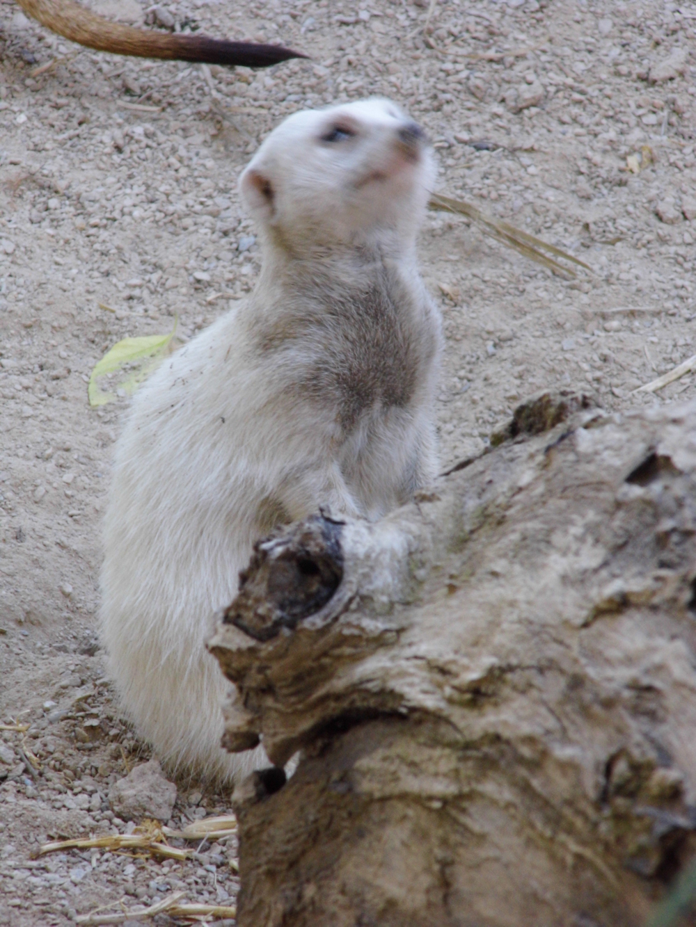 White Meerkat