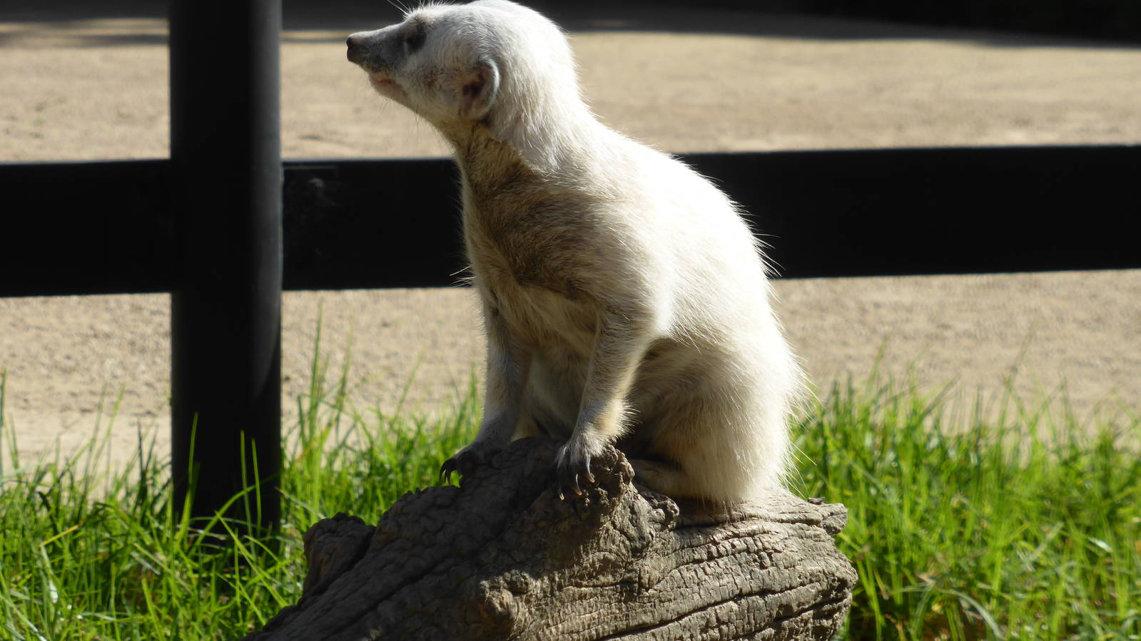 White meerkat